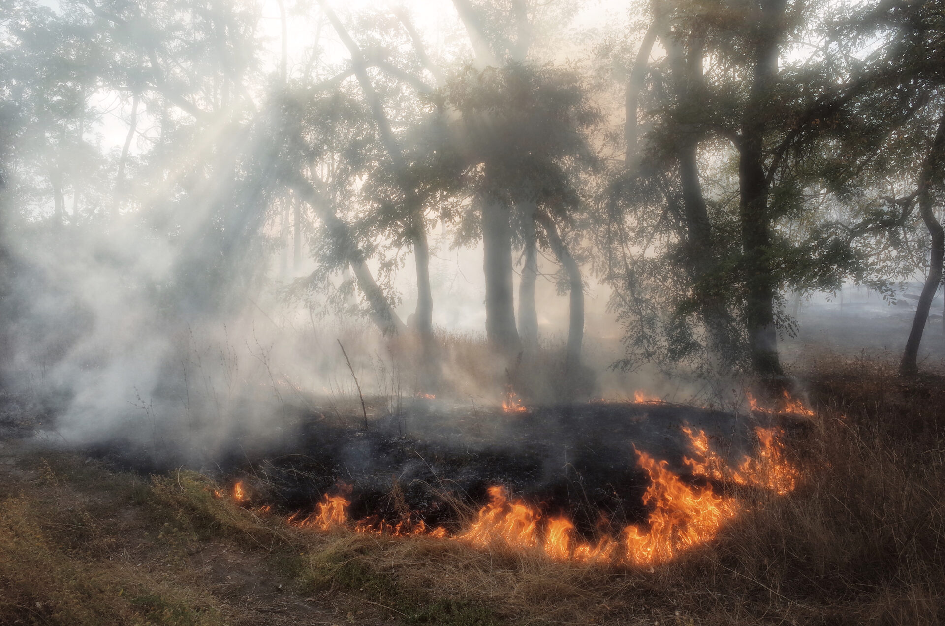 Ein durch eine russische Fliegerbombe verursachter Waldbrand
Charkiw, 2024
Sammlung: Hier errichten sie Häuser aus Asche. Foto: Lisa Bukreyeva

