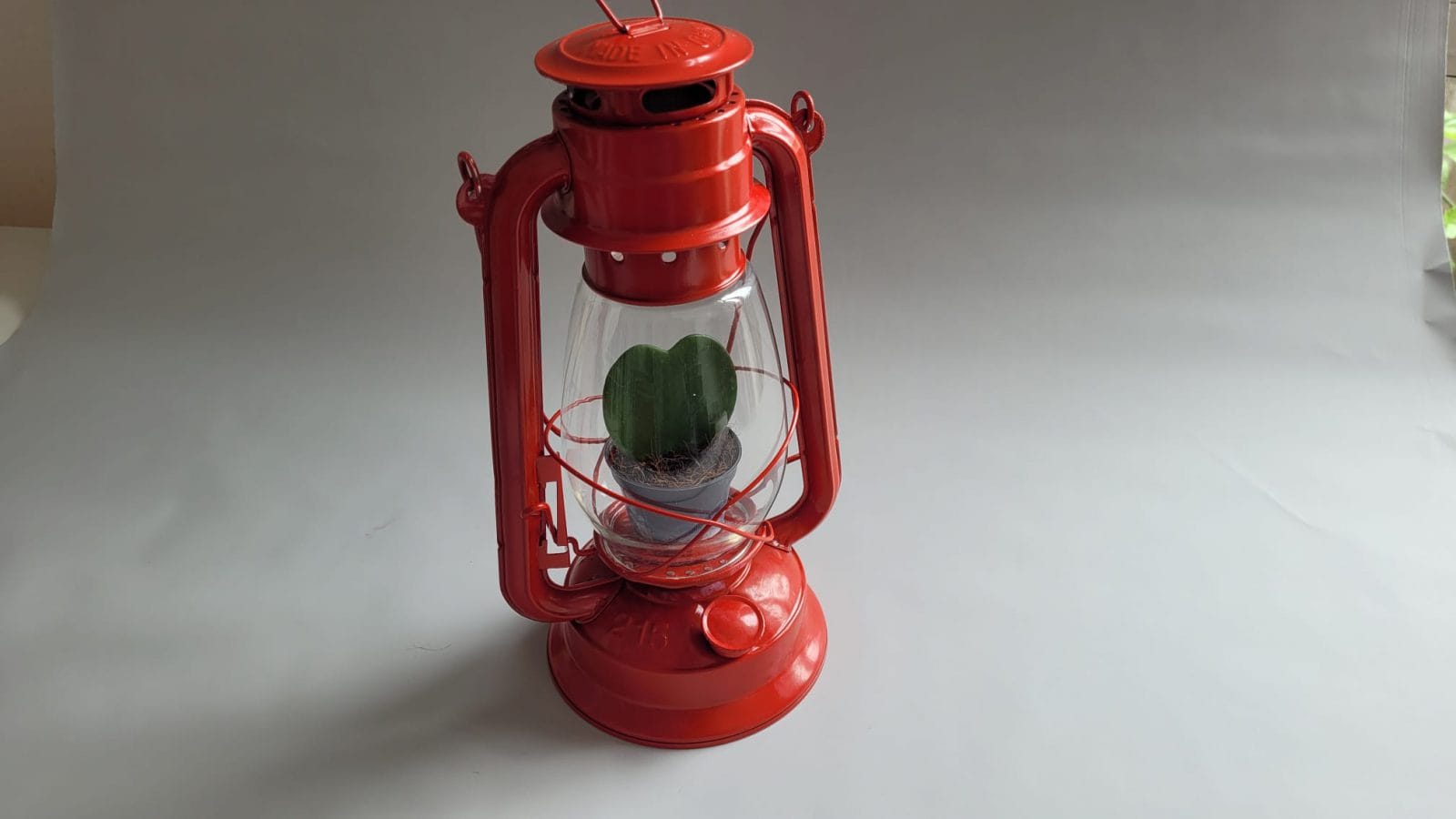 A plant in a lamp, lend to the exhibition by poet V. Leac, to accompany a short film from his countryside initiative, The Dendrology Park in Romanii de Jos.